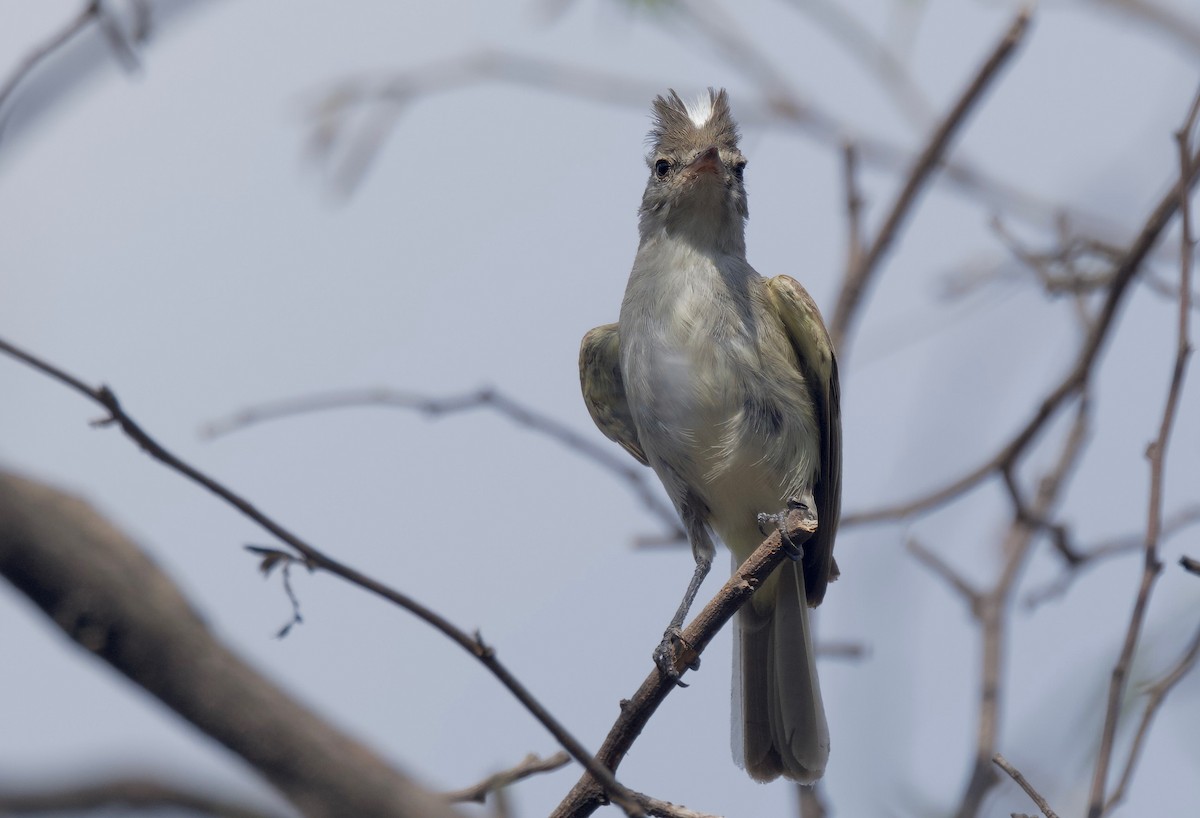 Gray-and-white Tyrannulet - ML617810981