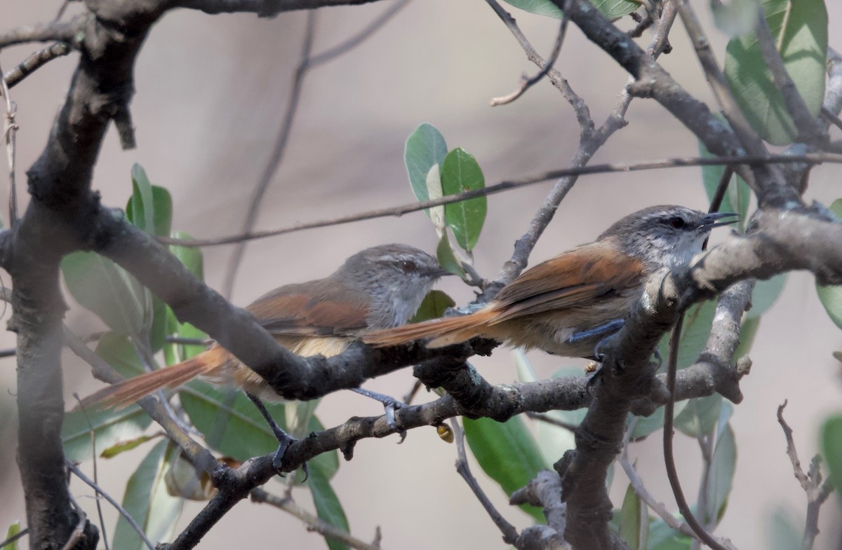 Necklaced Spinetail - ML617810987