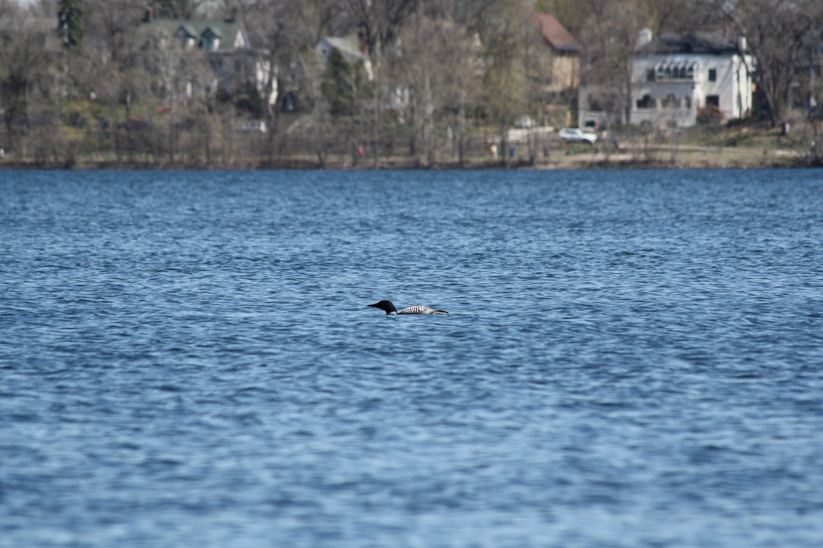 Plongeon huard - ML617810991