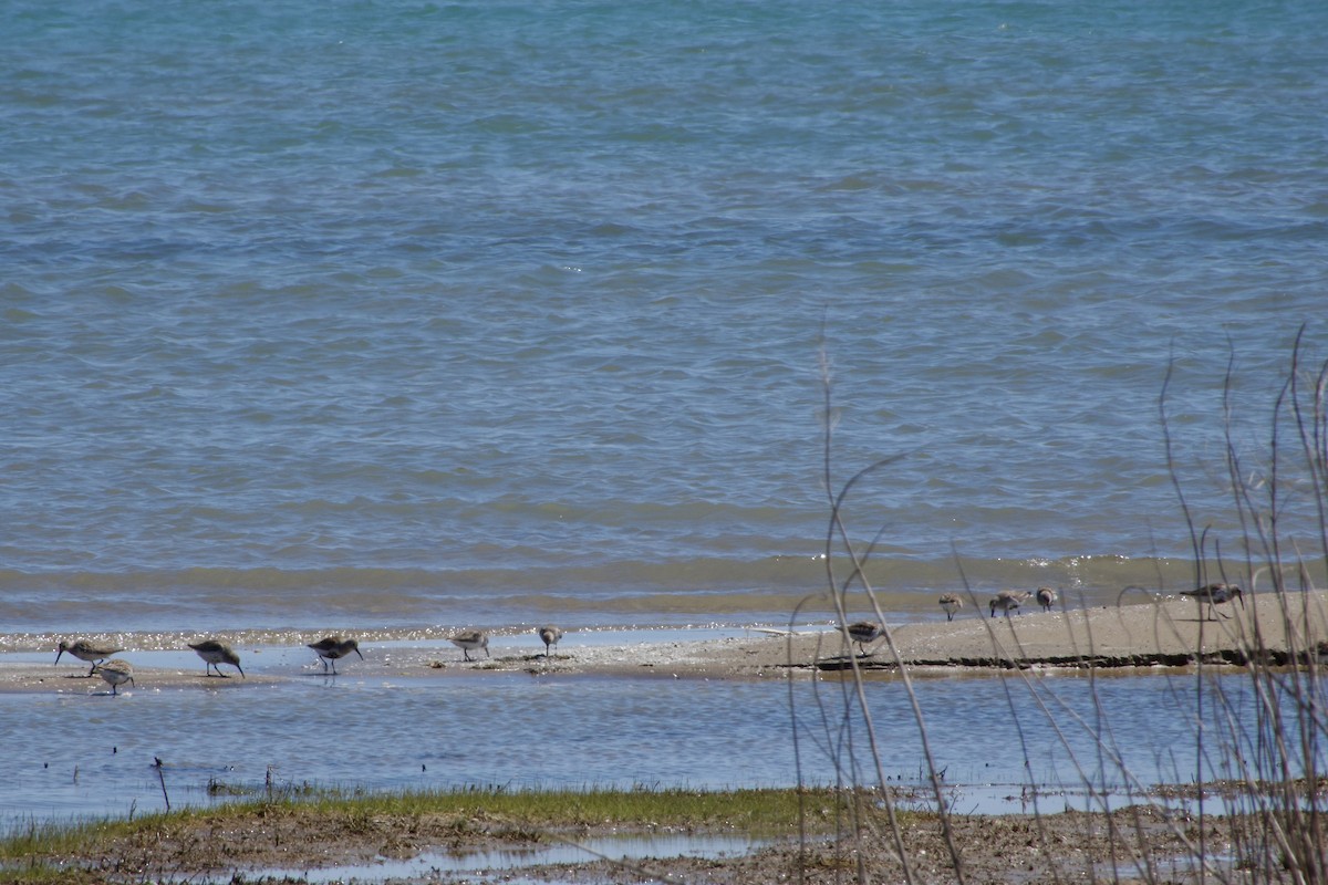 Dunlin - ML617811011