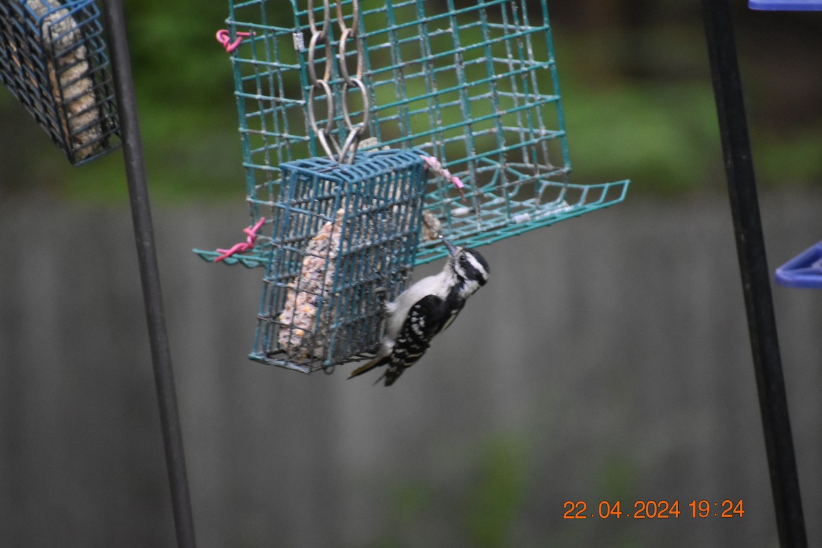 Downy Woodpecker - ML617811019