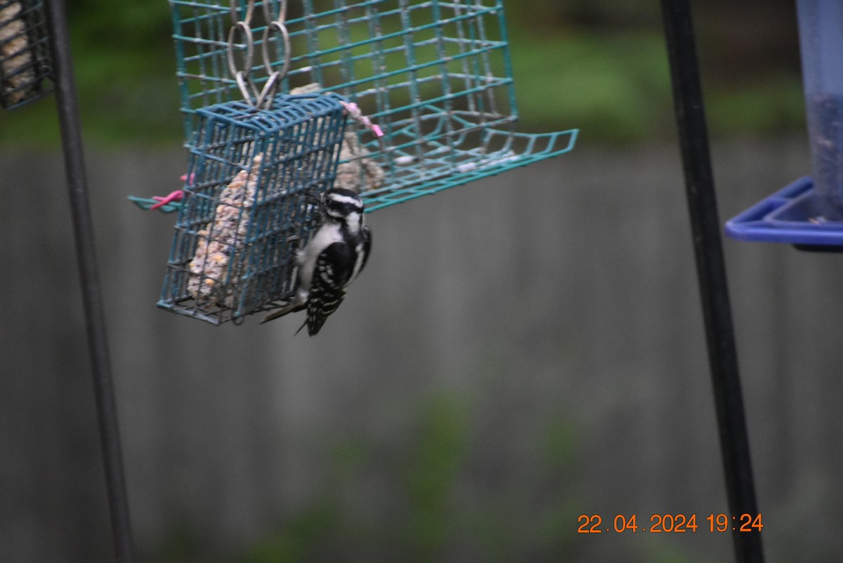 Downy Woodpecker - ML617811020