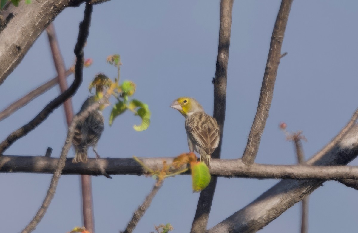 Sulphur-throated Finch - ML617811024