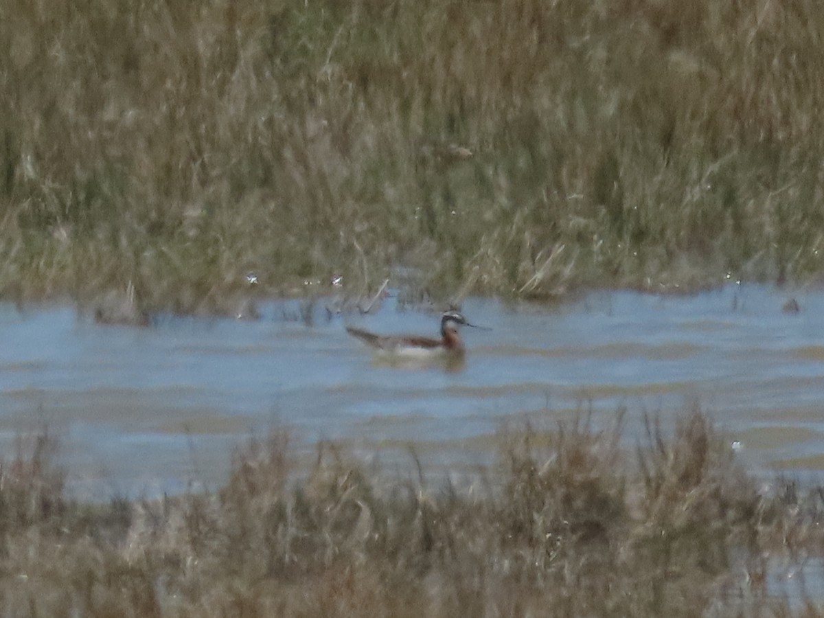 Wilson's Phalarope - Bryant Olsen