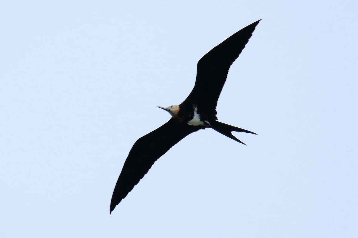 Lesser Frigatebird - ML617811031