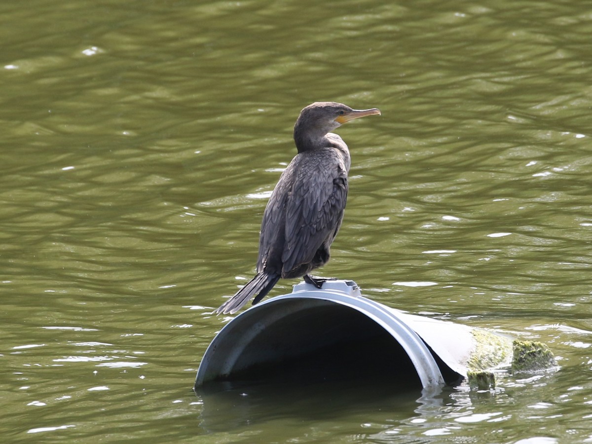 Neotropic Cormorant - Steve Calver