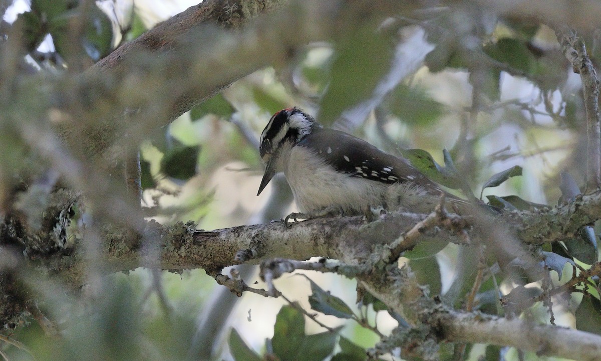 Hairy Woodpecker - ML617811047