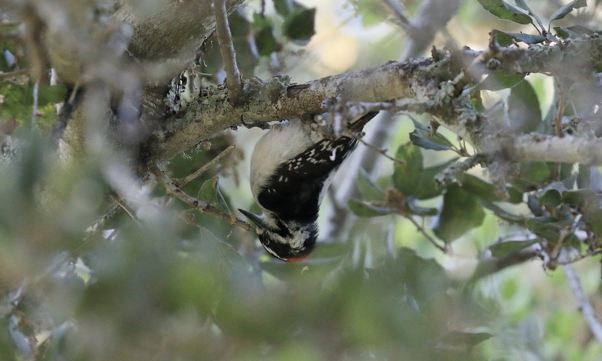 Hairy Woodpecker - ML617811048