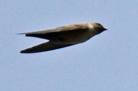 Eurasian Crag-Martin - ML617811051