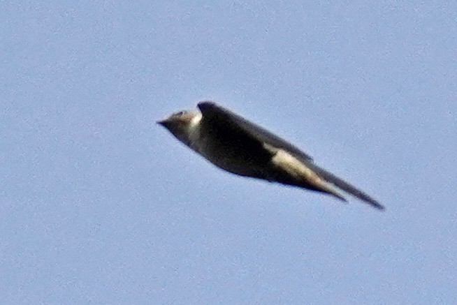 Eurasian Crag-Martin - ML617811052