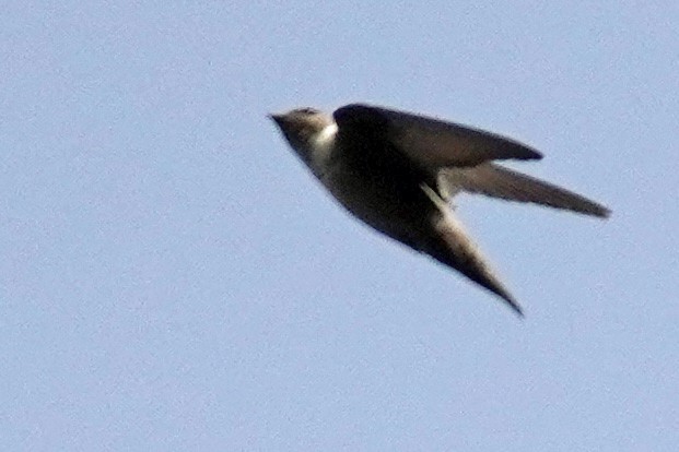 Eurasian Crag-Martin - ML617811053