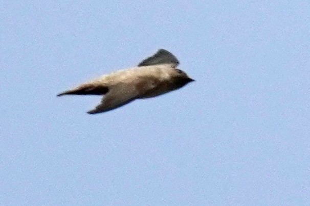 Eurasian Crag-Martin - ML617811054