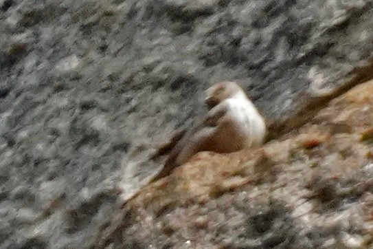 Eurasian Crag-Martin - ML617811055