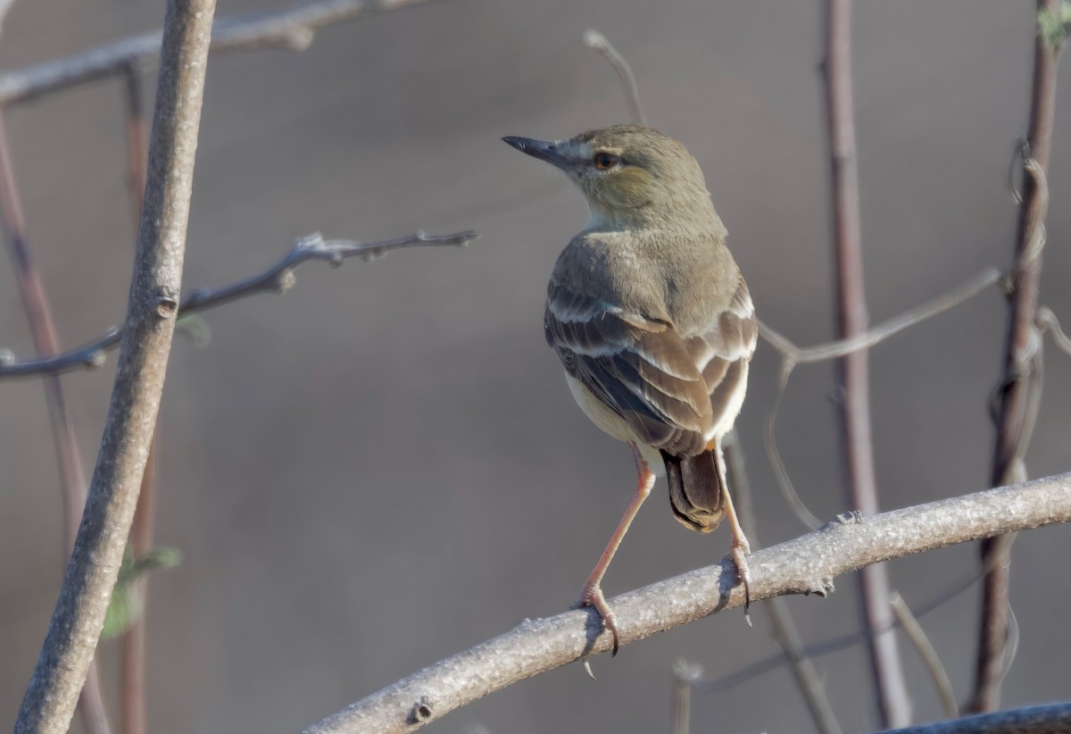 Short-tailed Field Tyrant - ML617811063