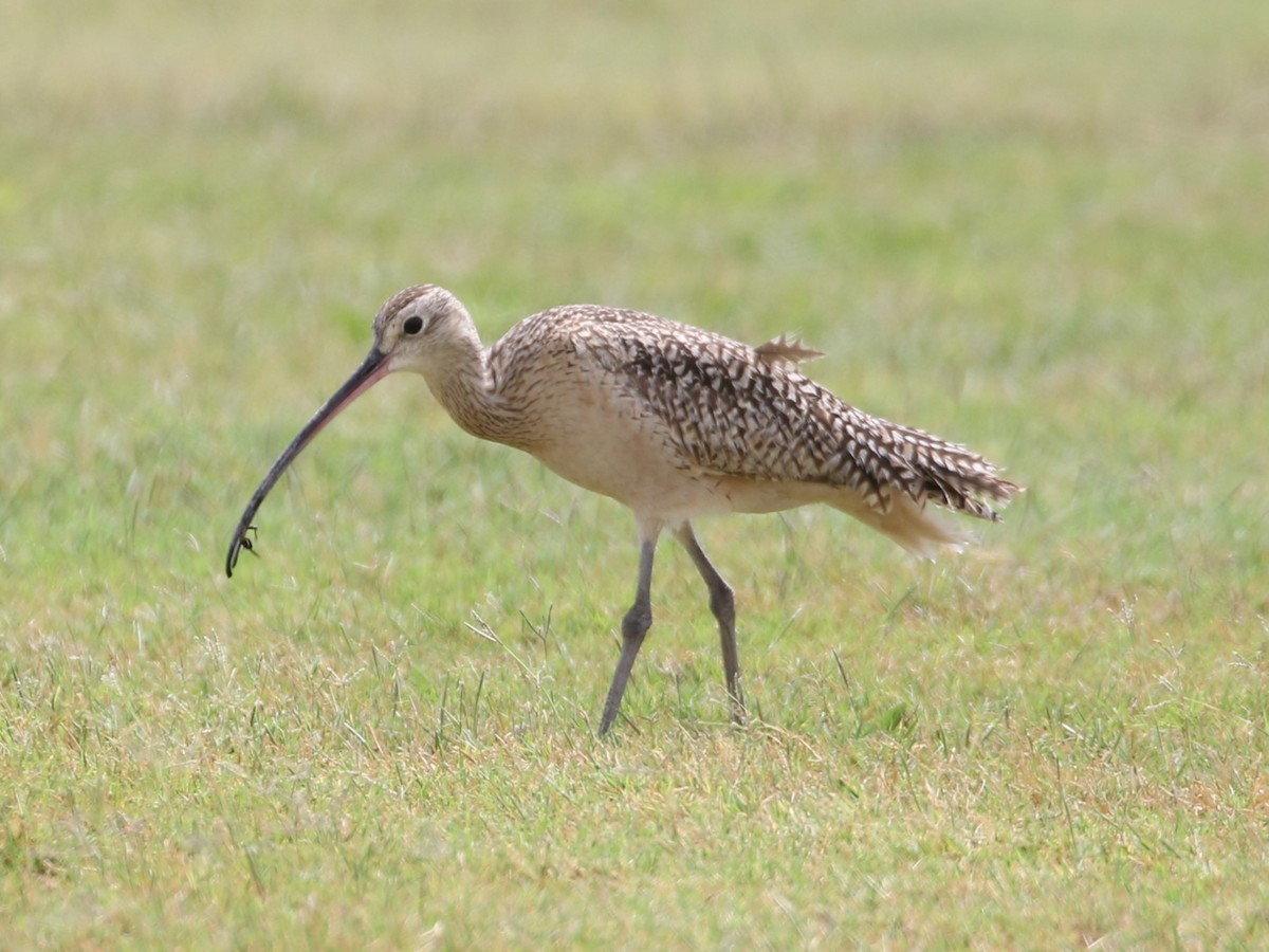 Long-billed Curlew - ML617811139