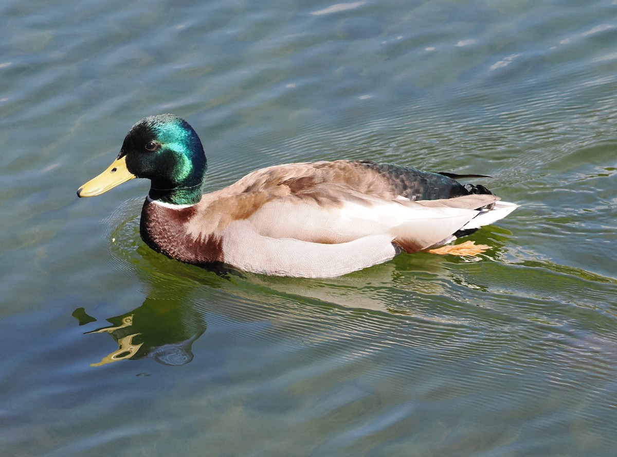 Mallard - Veronica Goidanich