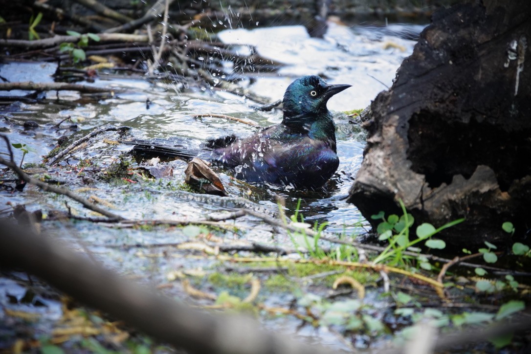 Common Grackle - Anonymous