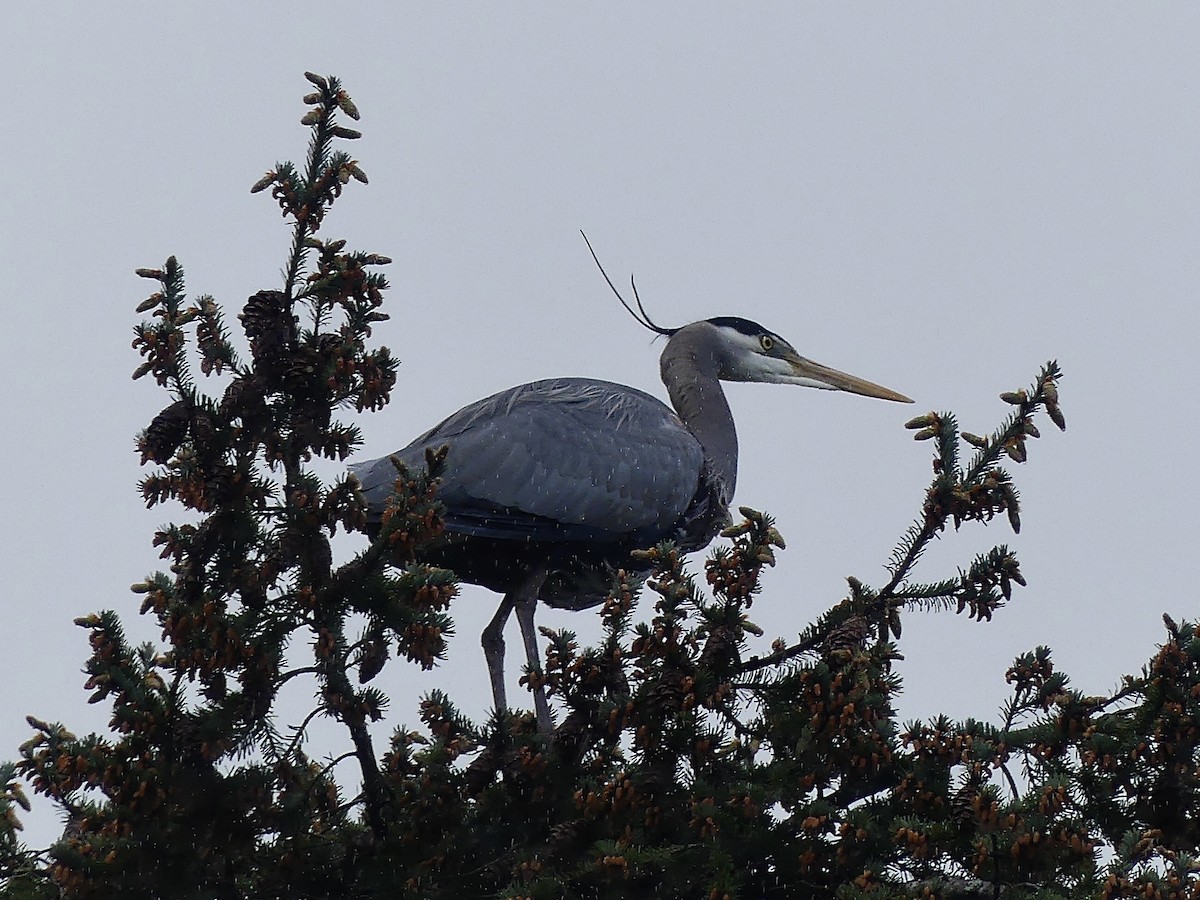 Great Blue Heron - ML617811207