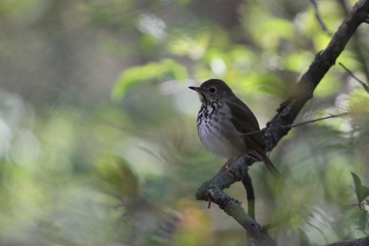 Hermit Thrush - ML617811269