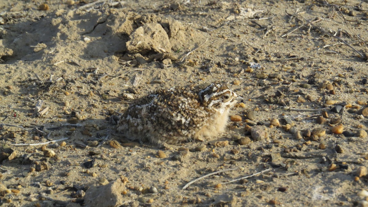 Black-bellied Sandgrouse - Ryan Irvine