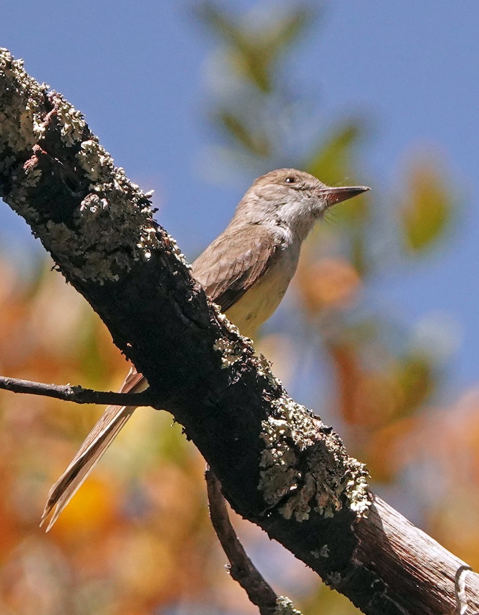 Dusky-capped Flycatcher (olivascens) - ML617811398