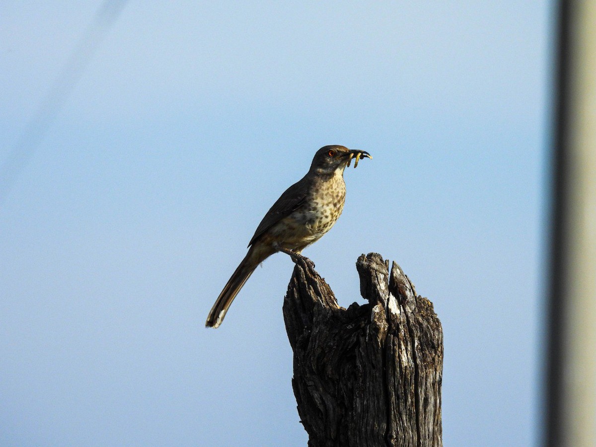 Long-billed Thrasher - Manuel Graniel