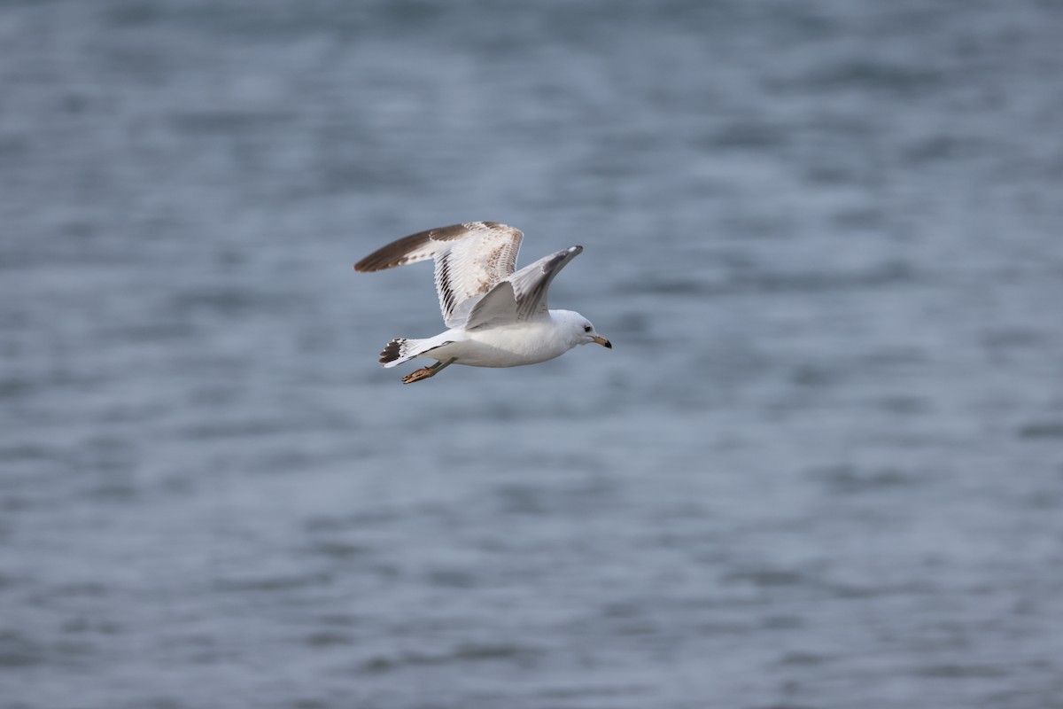 Ring-billed Gull - Derek Sallmann