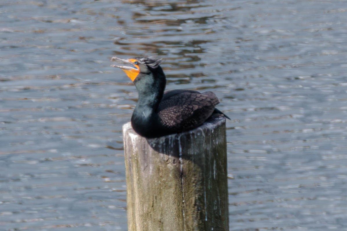 Double-crested Cormorant - ML617811511