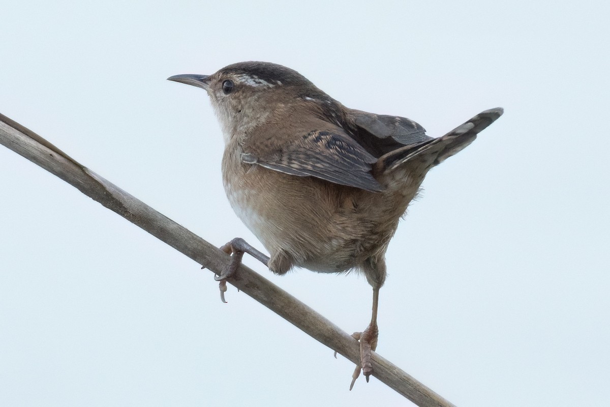 Marsh Wren - ML617811549