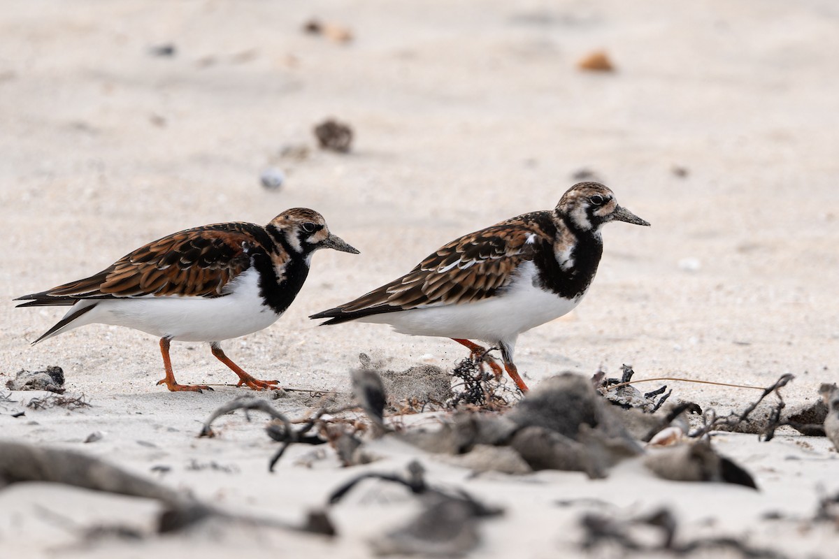 Ruddy Turnstone - ML617811552