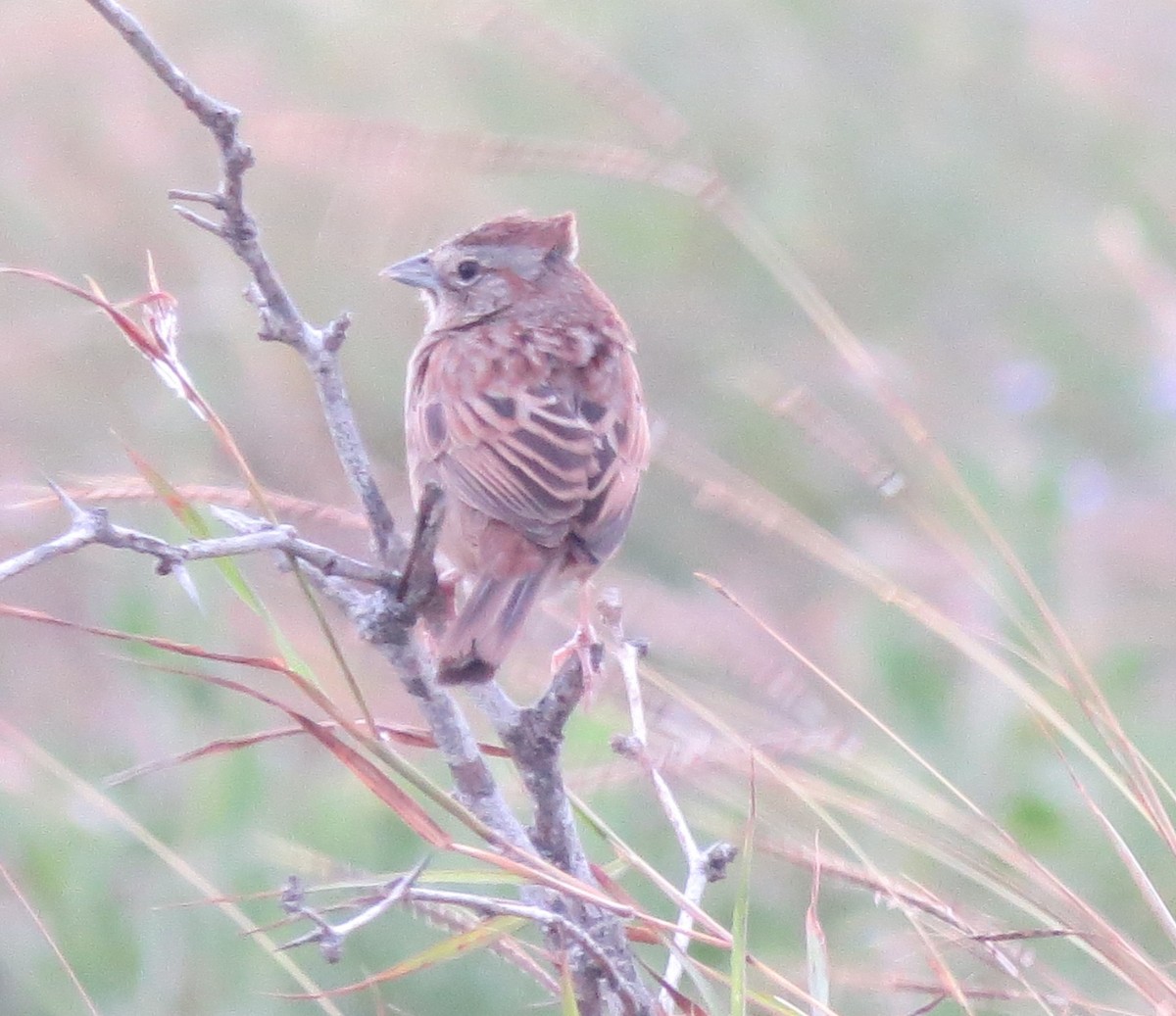 Botteri's Sparrow - Mark Monroe