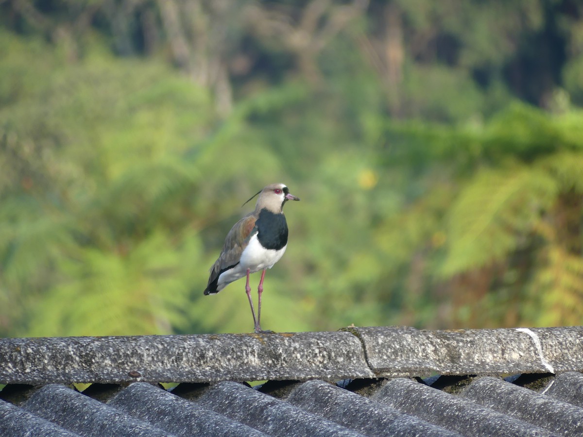 Southern Lapwing - ML617811587