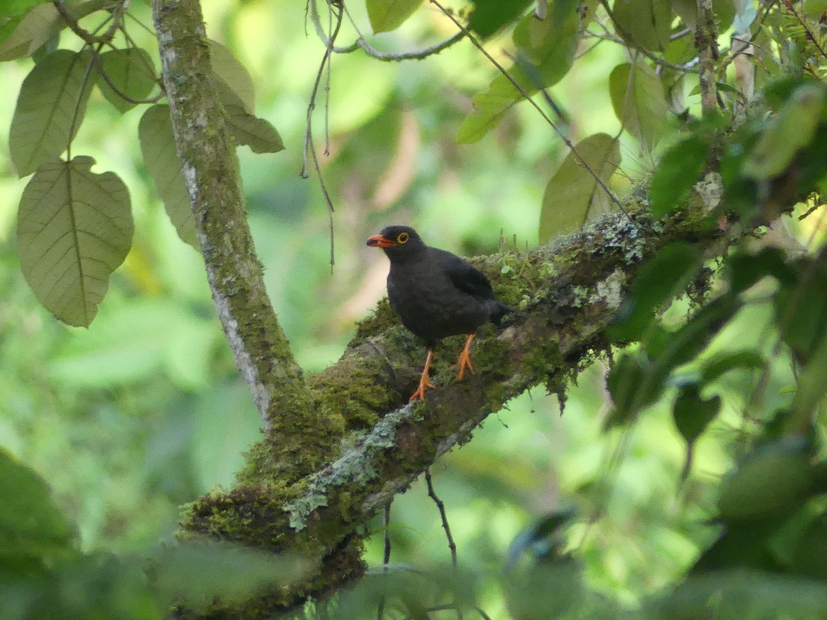 Glossy-black Thrush - ML617811605