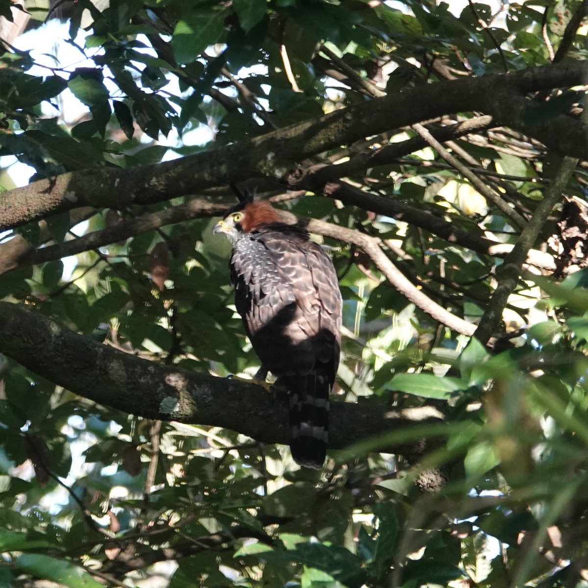 Águila Galana - ML617811619