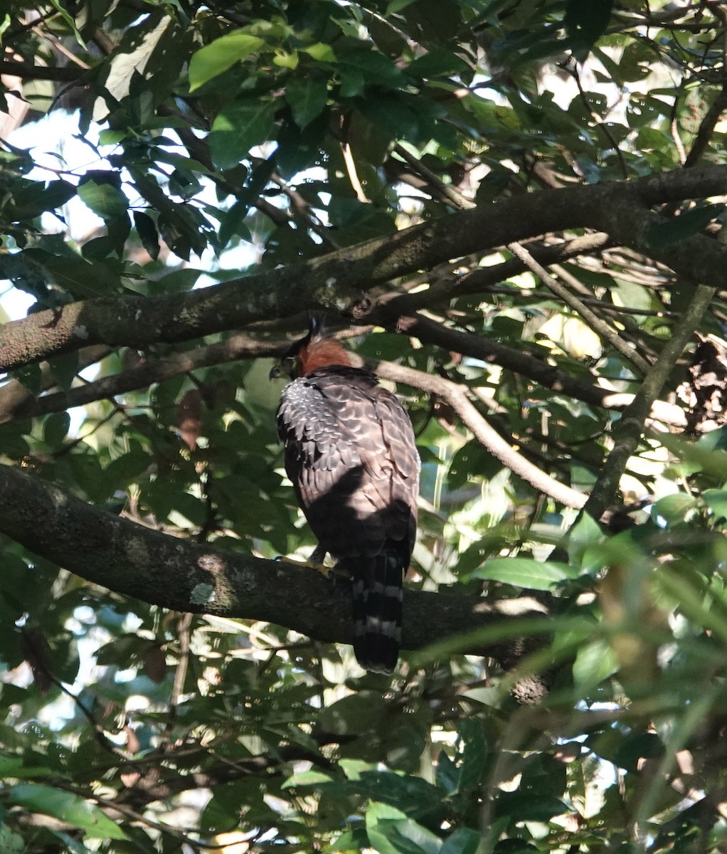 Ornate Hawk-Eagle - Jenny Vogt