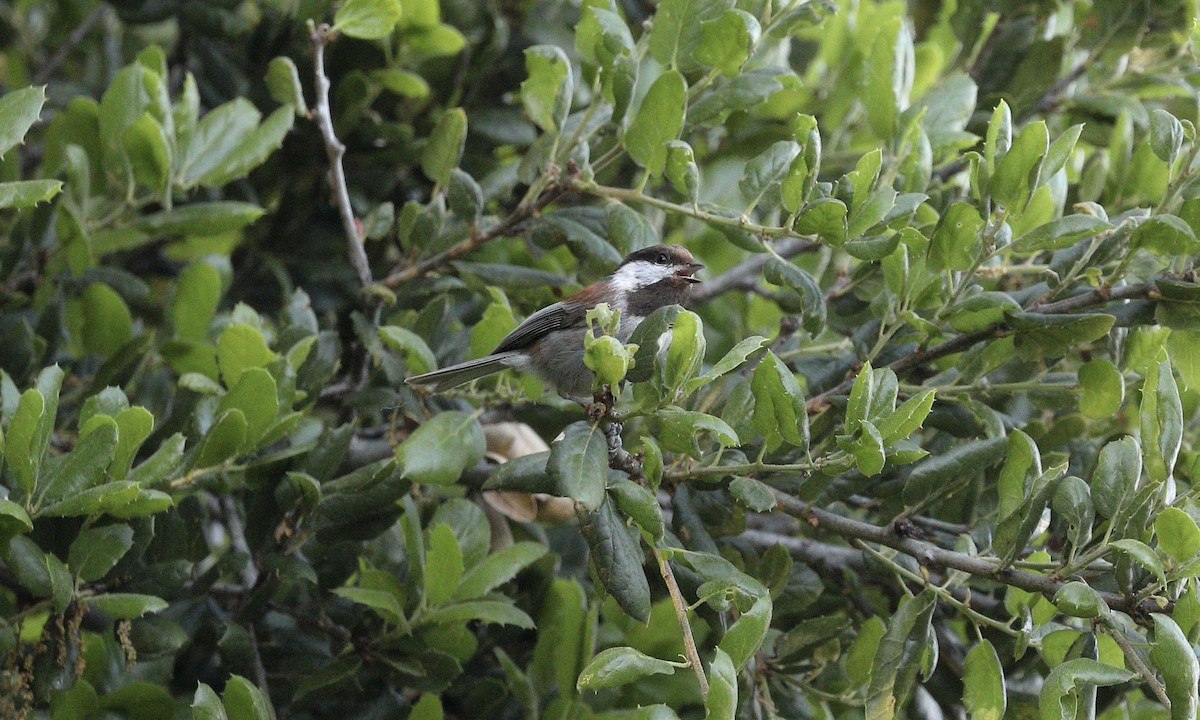 Chestnut-backed Chickadee - ML617811632