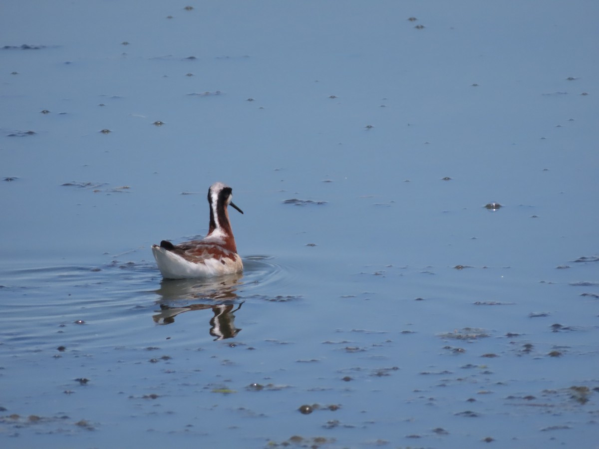 Wilson's Phalarope - Bernie Mayoff