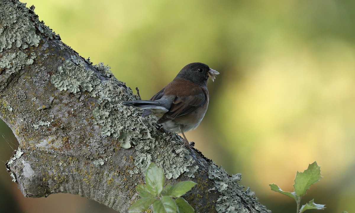 Dark-eyed Junco - Hampus Sandberg