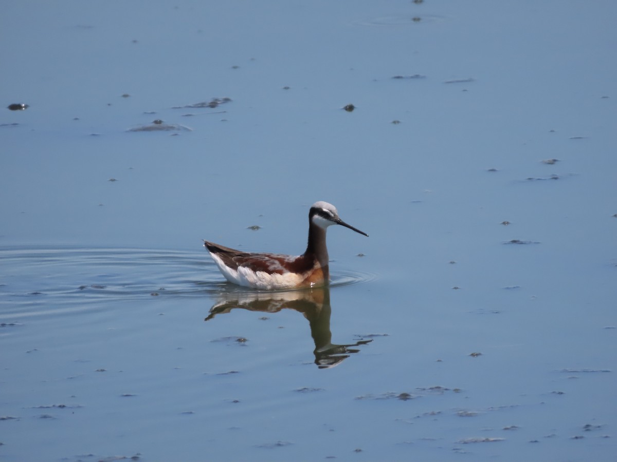 Wilson's Phalarope - ML617811640