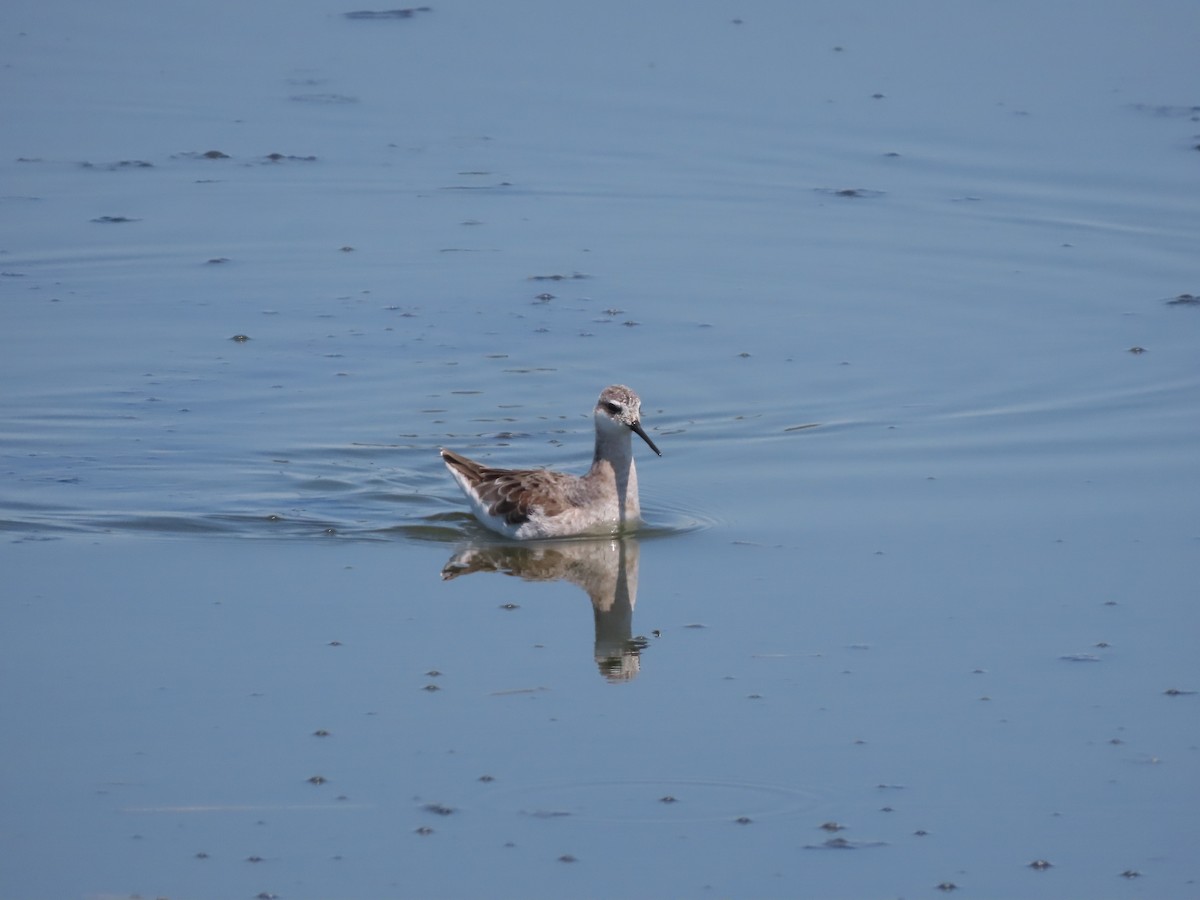 Wilson's Phalarope - ML617811659