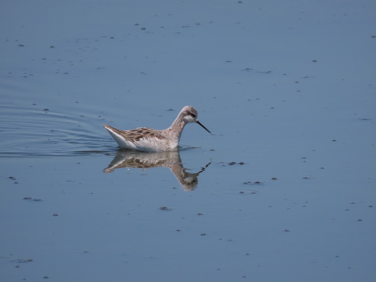 Wilson's Phalarope - ML617811668