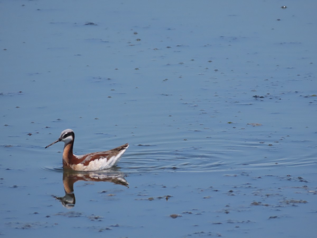 Wilson's Phalarope - ML617811676