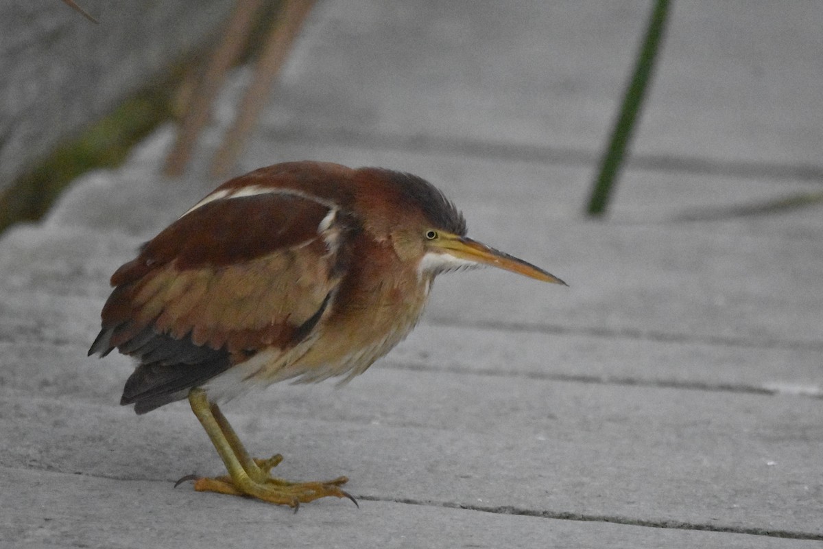 Least Bittern - Mandrake Sumners