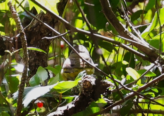 Nashville Warbler - Margareta Wieser