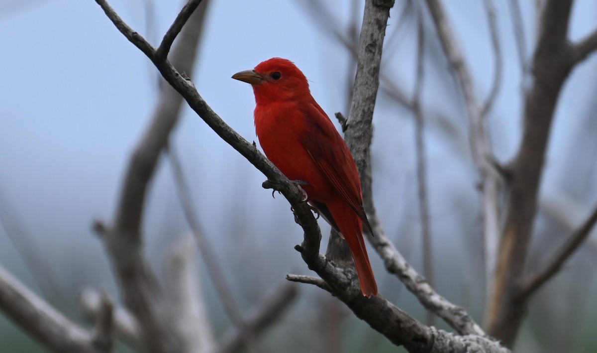 Piranga Roja - ML617811716