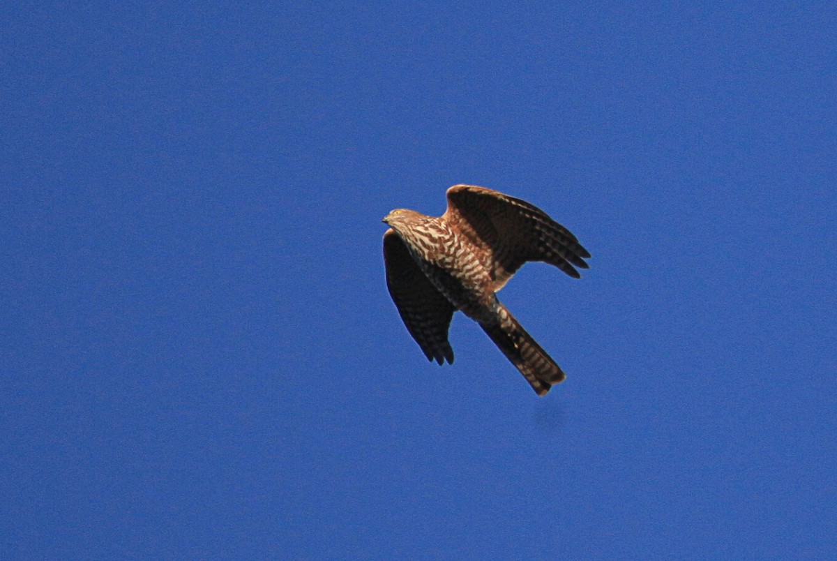 Collared Sparrowhawk - ML617811752