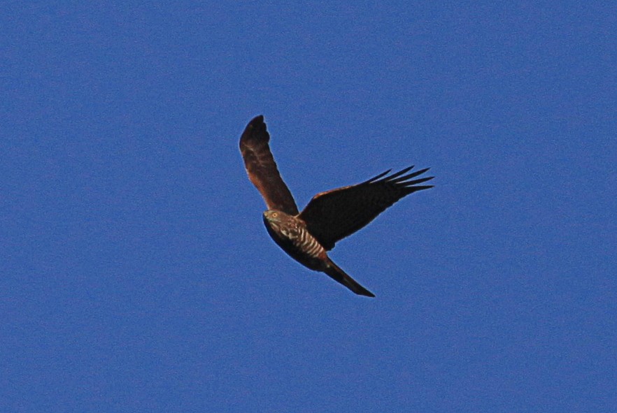 Collared Sparrowhawk - ML617811753