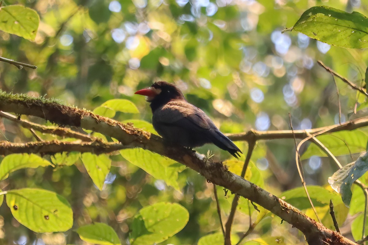 White-fronted Nunbird - ML617811766