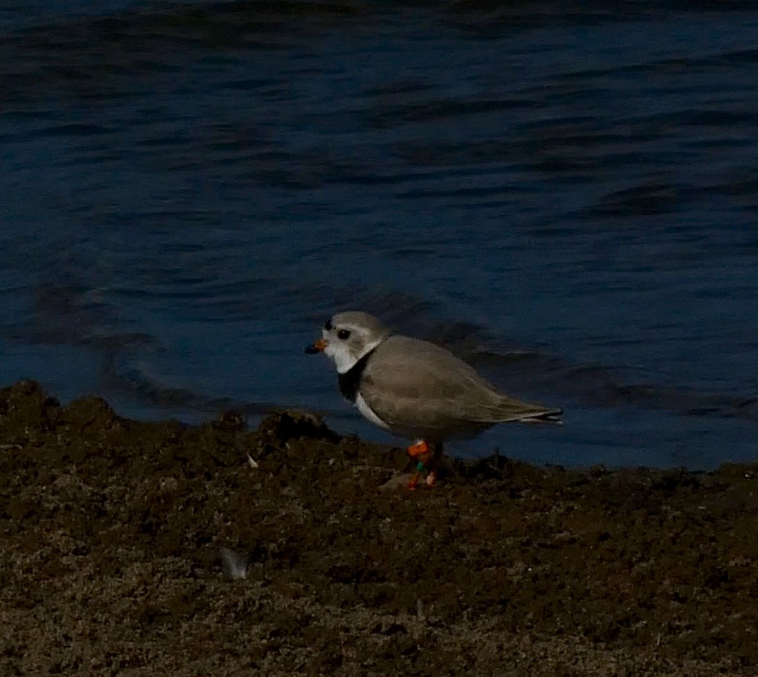 Piping Plover - Donna Kuhn