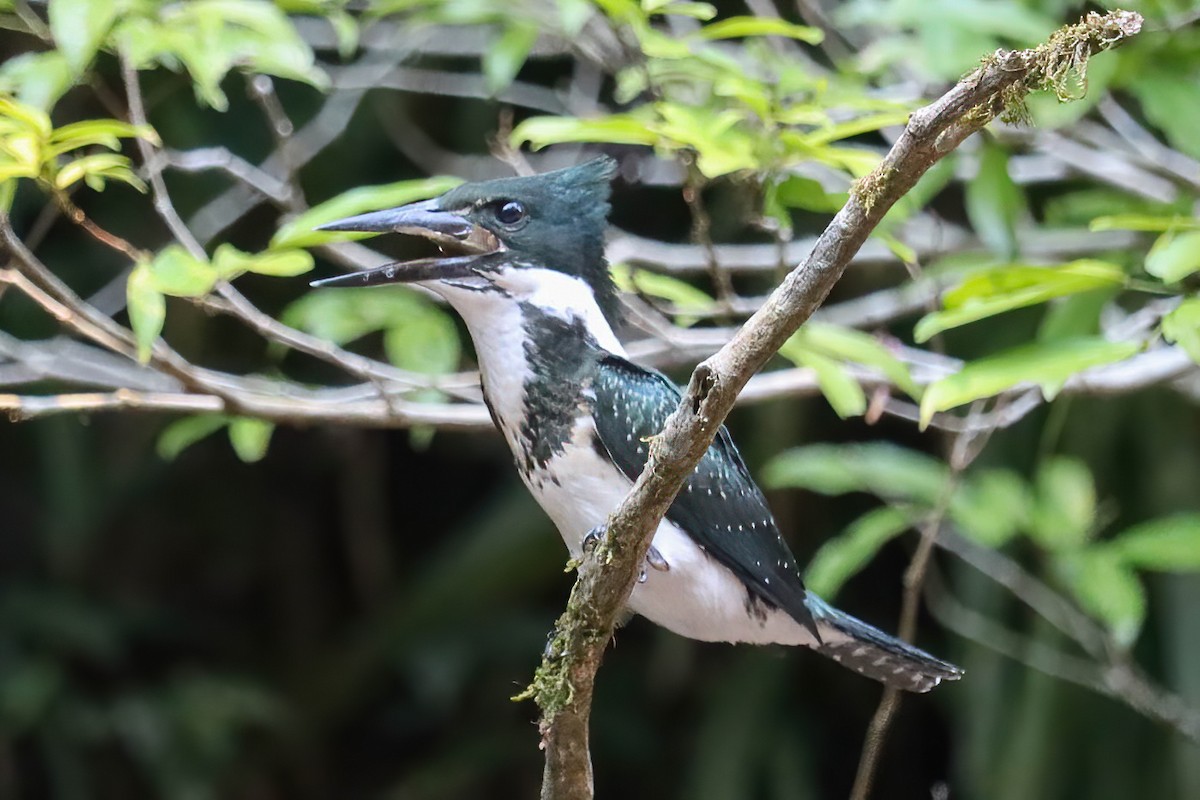 Amazon Kingfisher - ML617811775